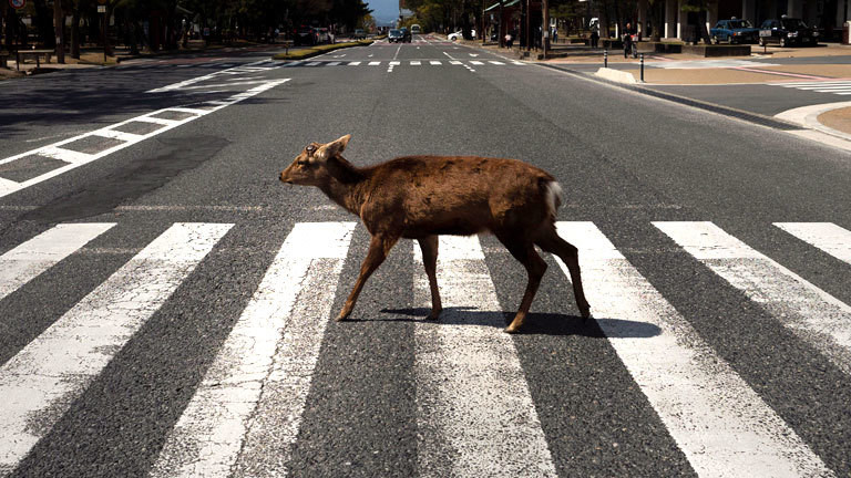 Hirsch in der japanischen Stadt Nara überquert Zebrastreifen.
