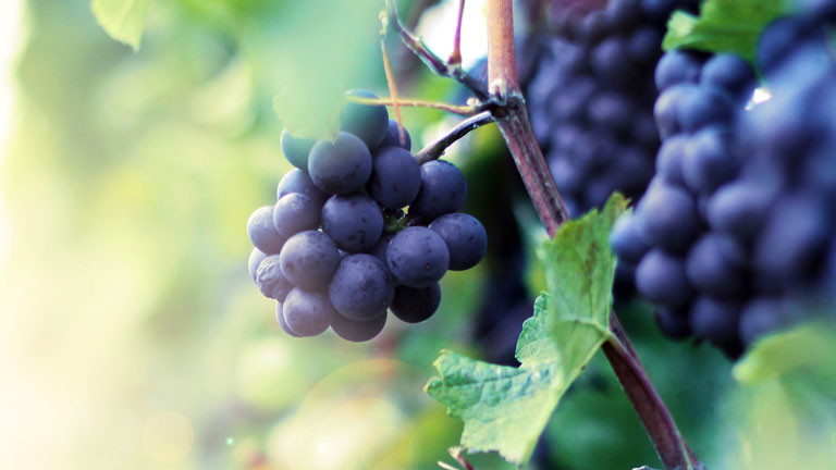 Weintrauben an einem Weinstock.