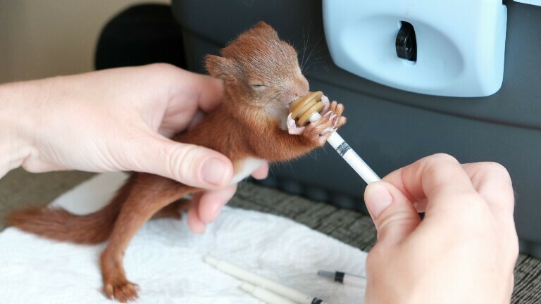 Ein Eichhörnchenjunges trinkt über eine Pipette die Spezialmilch.