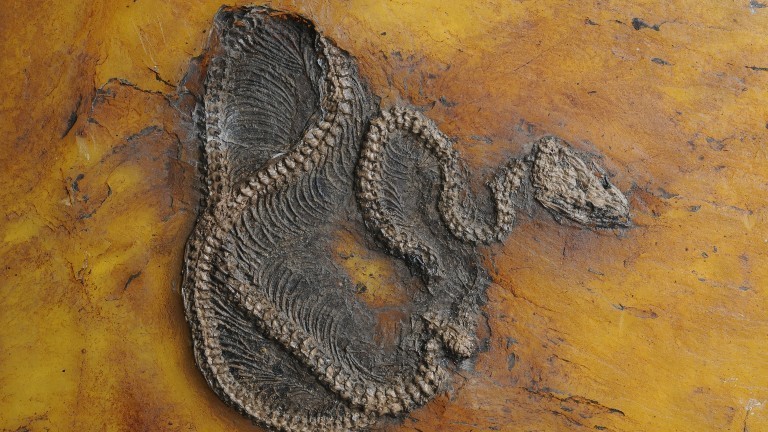 Das 47,5 Millionen Jahre alte Fossil einer Python wurde bei Darmstadt gefunden.