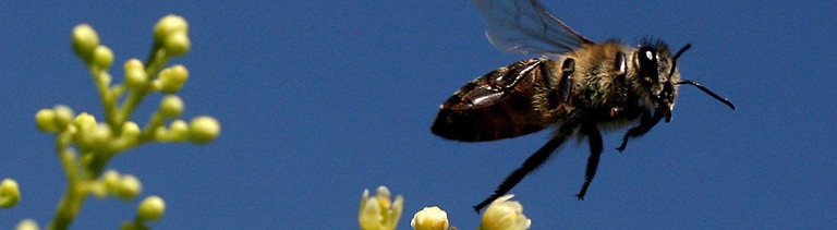 A bee takes off from a pepper tree in a valley of the Table Mountain National park world heritage site near Cape Town, South Africa, Friday 30 March 2007. Situated at the southwestern tip of Africa, the Table Mountain National Park is part of the Cape Floristic Region World Heritage Site. The Park is recognised globally for its extraordinarily rich, diverse and unique fauna and flora. With rugged cliffs, steep slopes and sandy flats it is a natural, scenic, historical, cultural and recreational asset both locally and internationally.