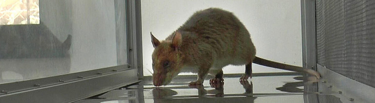 Riesenhamsterratte im Trainingslabor