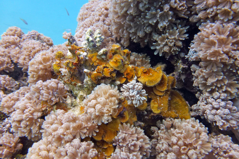 Braunalge Lobophora unter Wasser