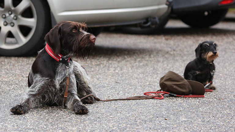 Der Greysterhund Balou