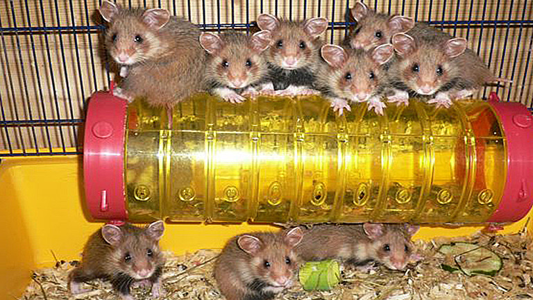Hamsterzuchtstation