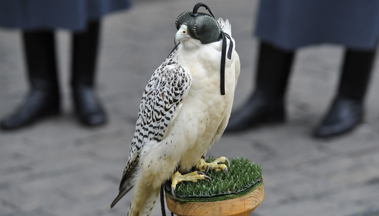 One of the gyrfalcons confiscated from smugglers by customs officers at Domodedovo airport in 2010 takes part in the formal transfer ceremony to the service of Moscow Kremlin Commandant Sergei Khlebnikov. Alexey Kudenko/RIA Novosti