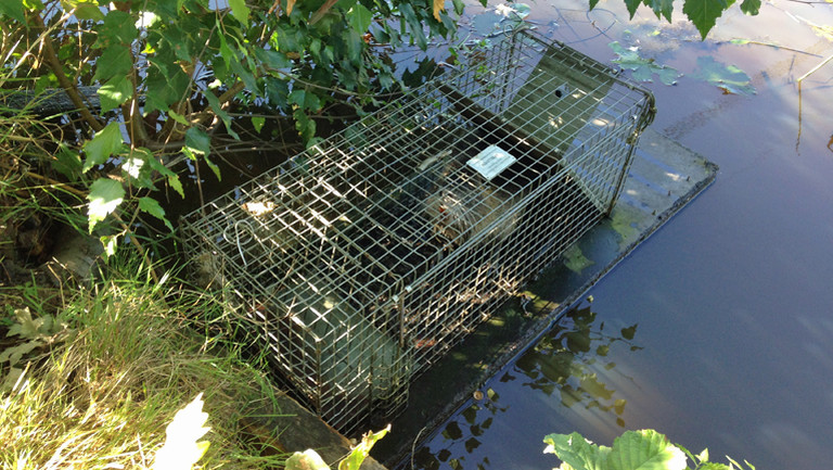 Lebendfalle mit einer Nutria in den Niederlanden