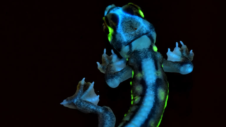 Namibgecko.