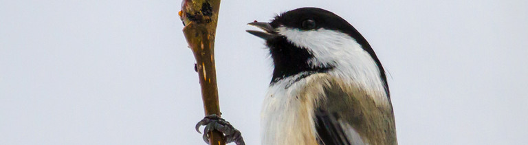 Schwarzkopfmeise (Poecile atricapillus).
