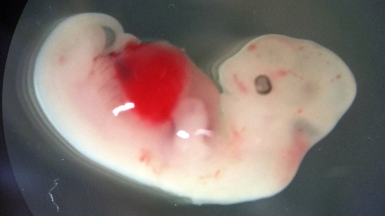 Schweineembryo