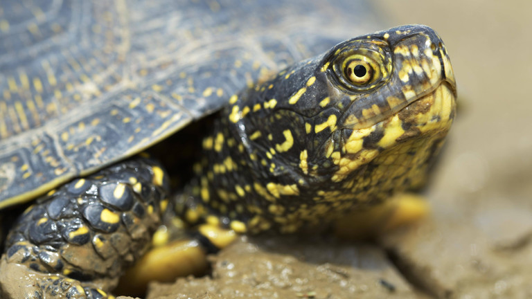 Sumpfschildkröte