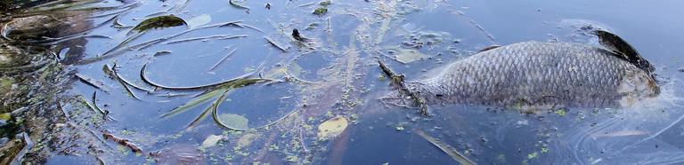 Tote Fische schwimmen an der Fuhlsbütteler Schleuse in der Alster.
