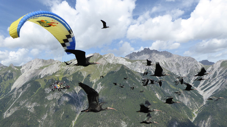 Vögel und Ultraleichtflugzeug in der Luft