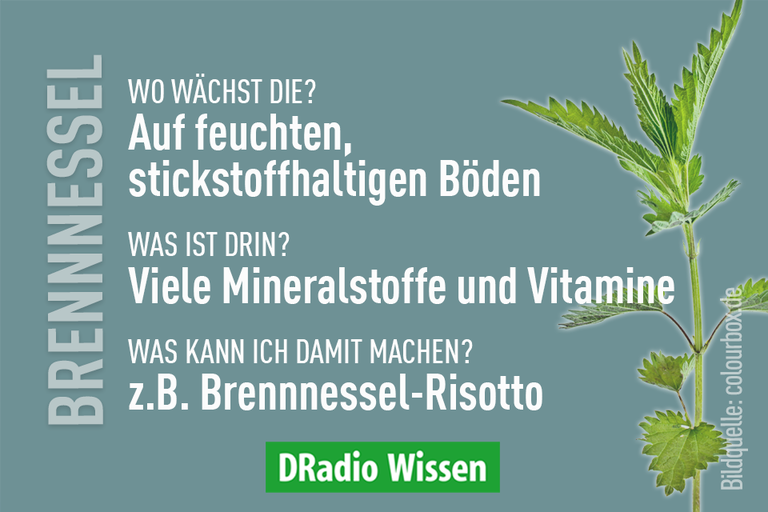 Die Brennnessel-Faktbox.