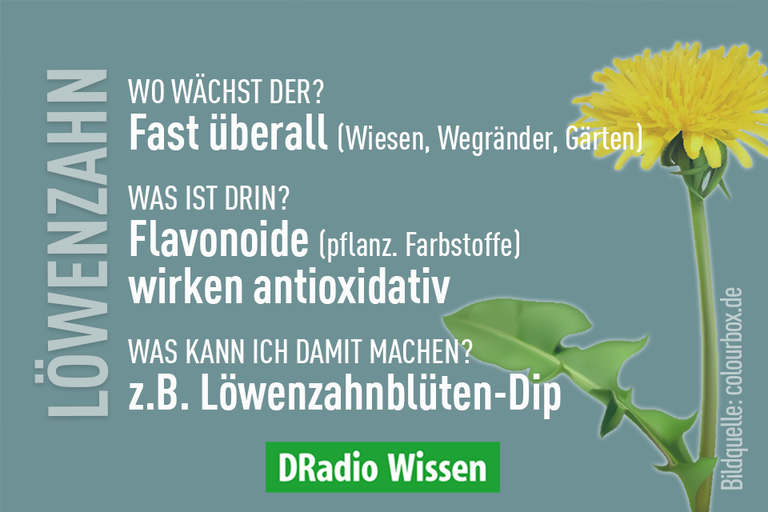 Löwenzahn-Faktbox