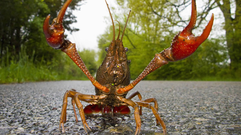 Faxonius rusticus: Rusty crayfish übersetzt Amerikanischer Rostkrebs.