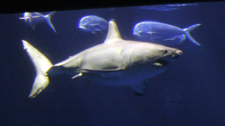 Ein weiblicher Weißer Hai im Aquarium in Monterey.