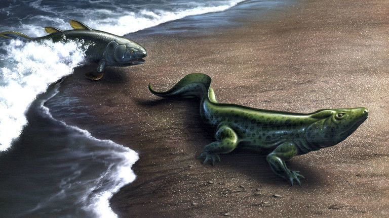 Evolution: Aus Quastenflossern entstehen die ersten Amphibien.