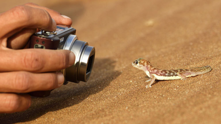 Namibgecko in der Namibgecko.