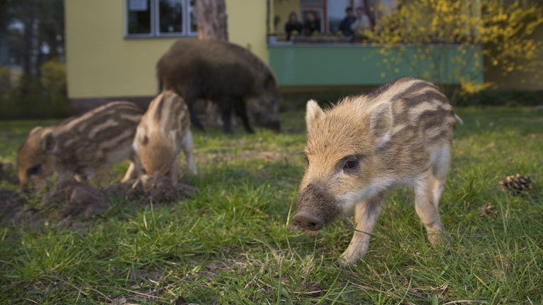 Eine Wildschwein-Mutter mit ihren Jungen in Vorgarten.