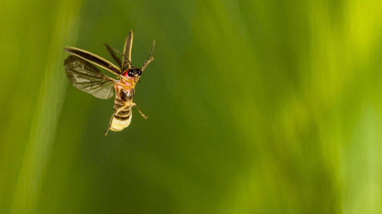 Ein Glühwürmchen im Flug