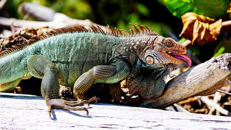 Wilder Leguan.