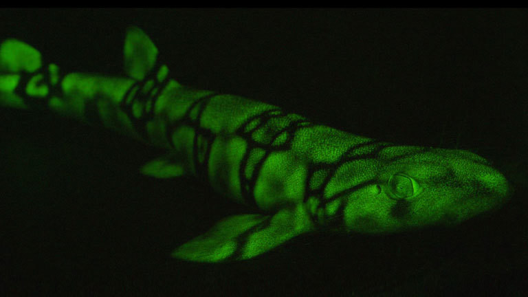 Ein fluoreszierender Katzenhai.
