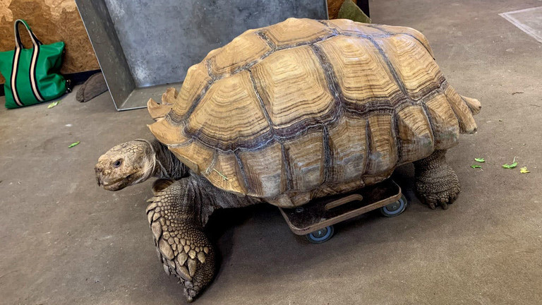 Spornschildkröte Helmuth aus dem Gelsenkirchener Zoo "Zoom Erlebniswelt" auf einem Rollbrett.