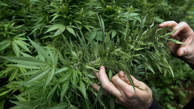 Cannabis