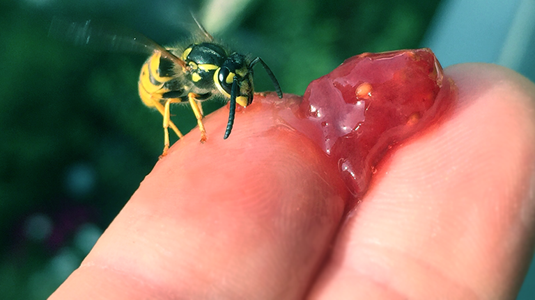 Eine Wespe sitzt auf einer Fingerspitze und isst Marmelade.