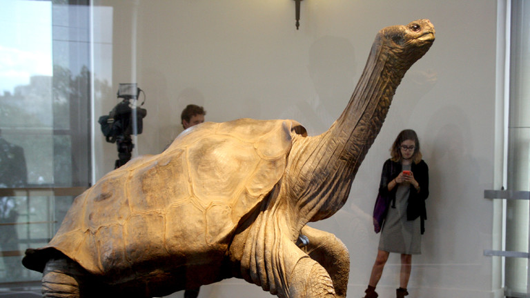 Einbalsamierter Lonesome George in Ney York