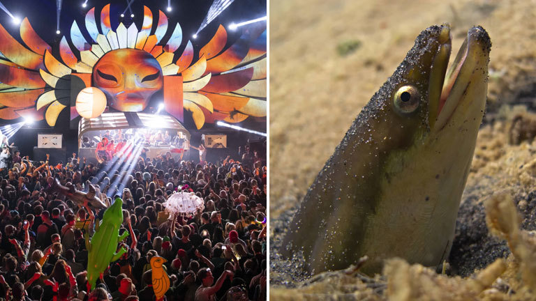 Collage: Glastonbury Festival in England, Europäischer Süßwasseraal