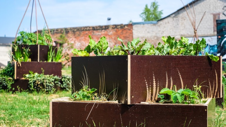 In einem Hochbeet wächst Gemüse.