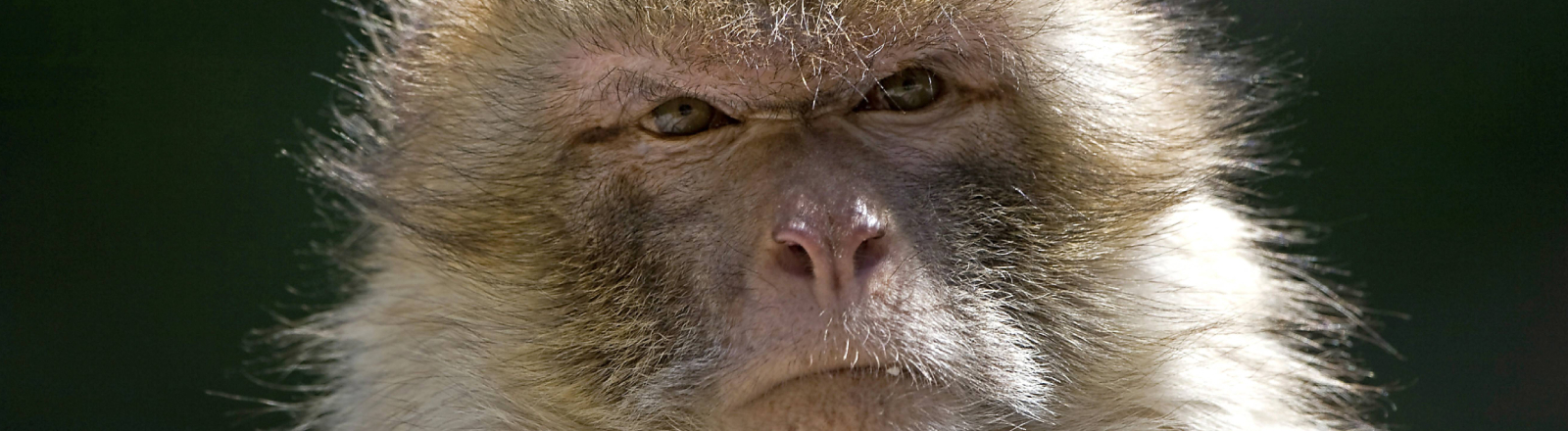 Ein gealterter Berberaffe (Macaca sylvanus)