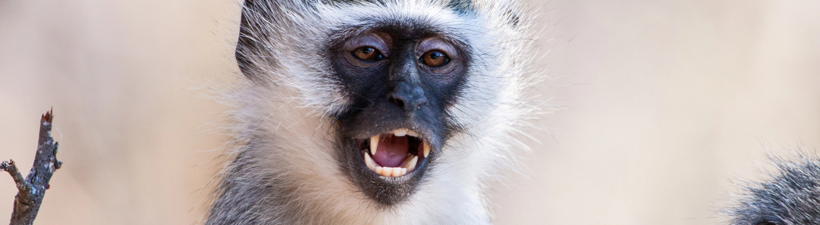 Meerkatze (Chlorocebus pygerythrus) im Kruger National Park in Südafrika