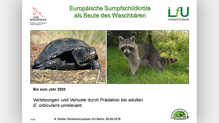 Waschbären als Artenschutzproblem - Vortragsfolie Norbert Schneeweiß