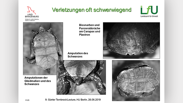 Waschbären als Artenschutzproblem - Vortragsfolie Norbert Schneeweiß