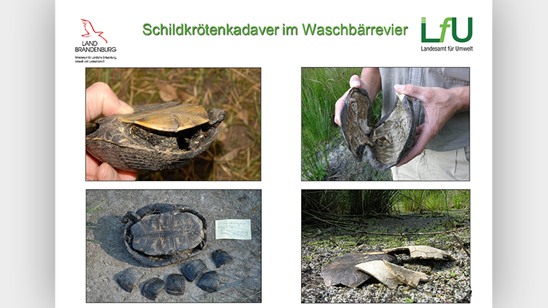 Waschbären als Artenschutzproblem - Vortragsfolie Norbert Schneeweiß