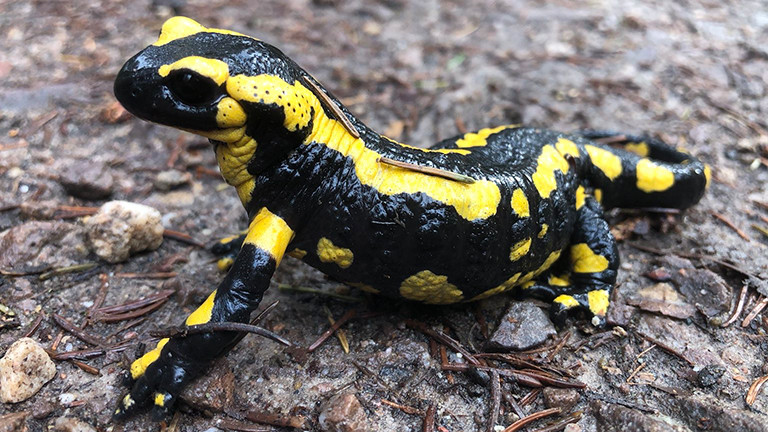 Ein gesunder Feuersalamander