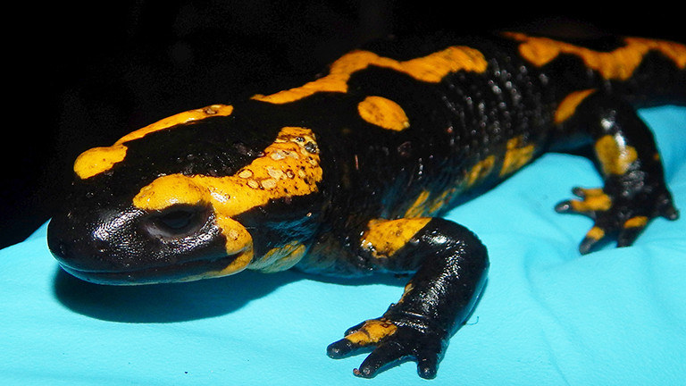 Ein Feuersalamander, der sich mit Bsal infiziert hat. Die Haut wirkt wie angefressen und auf den gelben Hautflecken sind dunkle Kringel erkennbar.