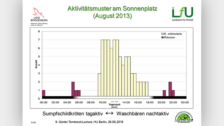 Waschbären als Artenschutzproblem - Vortragsfolie Norbert Schneeweiß