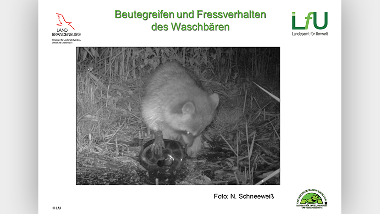 Waschbären als Artenschutzproblem - Vortragsfolie Norbert Schneeweiß