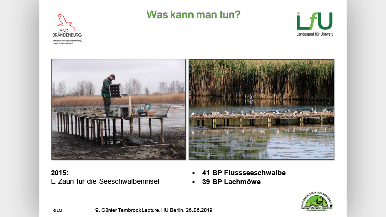 Waschbären als Artenschutzproblem - Vortragsfolie Norbert Schneeweiß