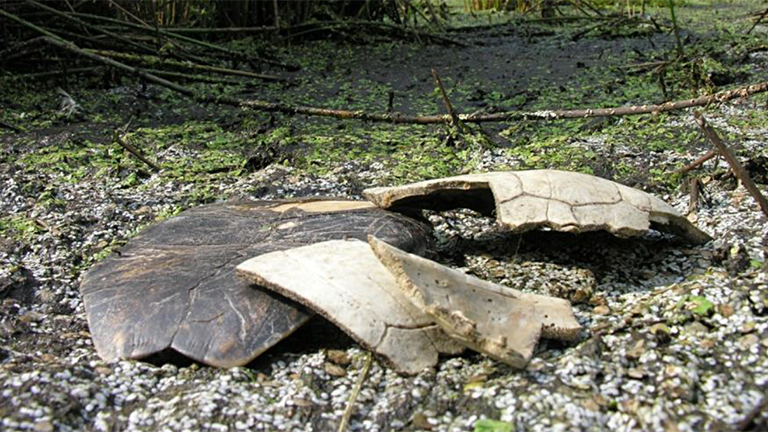 Ein von einem Waschbär geknackter Panzer einer Europäischen Sumpfschildkröte