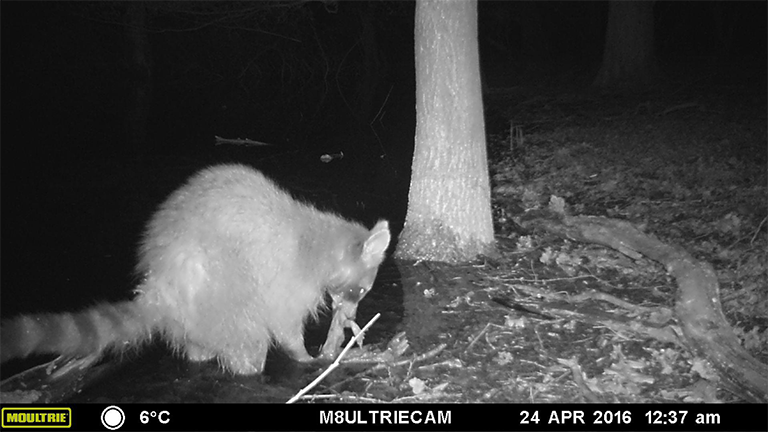 Nachtaufnahme einer Wildkamera: Ein Waschbär frisst eine Erdkröte