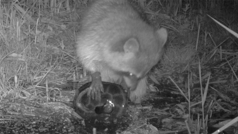 Okologie Waschbaren Gefahrden Bedrohte Tierarten Dlf Nova