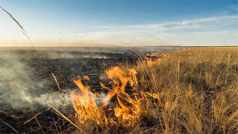 Steppenfeuer in der mongolischen Steppe
