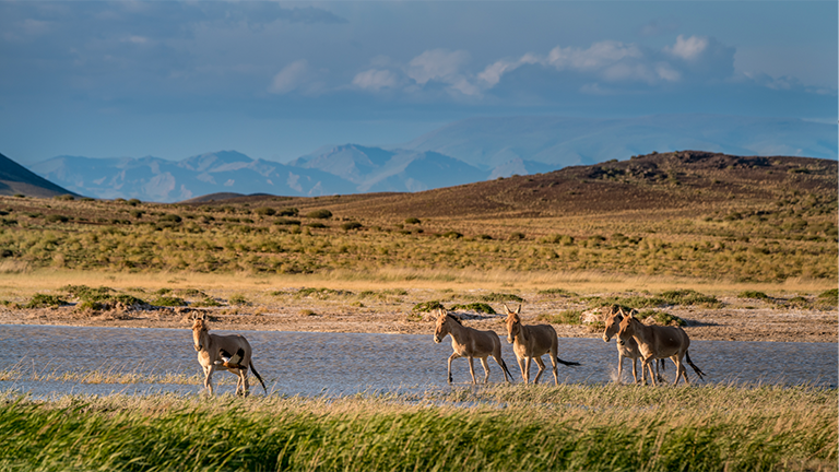 Wildesel in der mongolischen Steppe