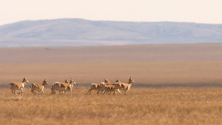 Eine Gruppe mongolischer Gazellen rennt durch die Steppe