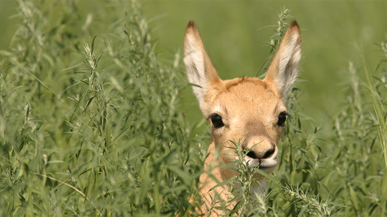 Ein Gazellenkalb versteckt lugt aus dem Gras der mongolischen Steppe